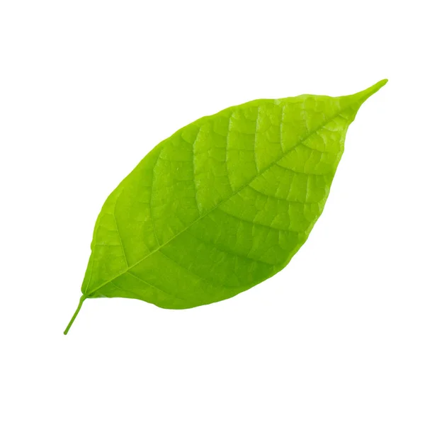Cocao Leaf Close — Fotografie, imagine de stoc