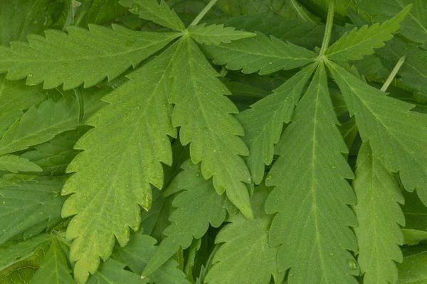 cannabis herb on background,close up