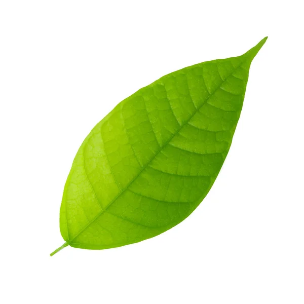 Green Leaf Background Close — Stock Photo, Image