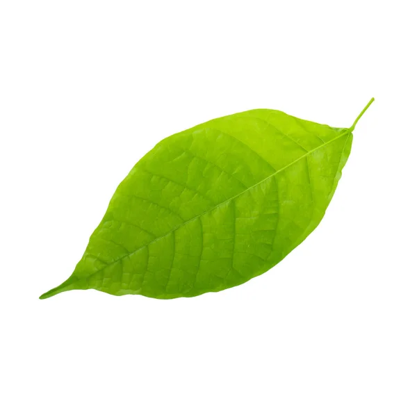 Hoja Cocao Cerca — Foto de Stock