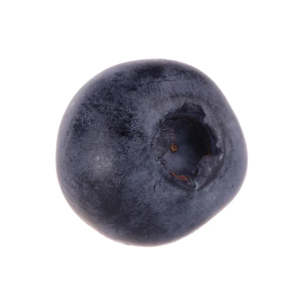 One Blueberry Isolated White Background — Stock Photo, Image