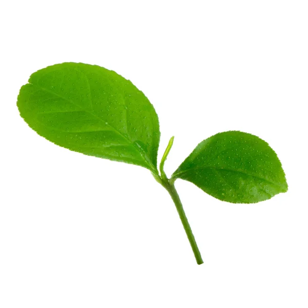 Зелений Цитрусовий Фоні Крупним Планом — стокове фото