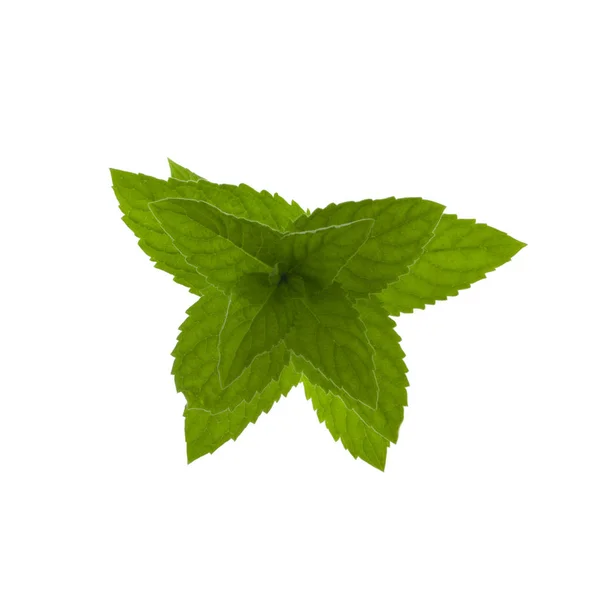 Beyaz Arka Plan Üzerinde Izole Yeşil Yaprakları Ile Nane Bitki — Stok fotoğraf