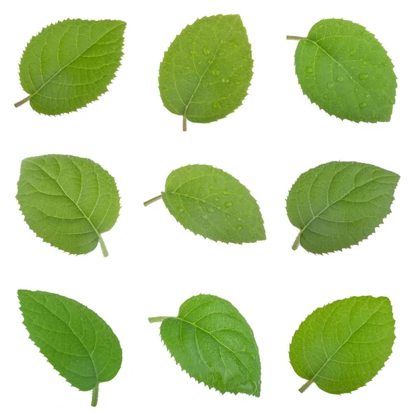 arkaplanda yeşil yapraklar, kapat