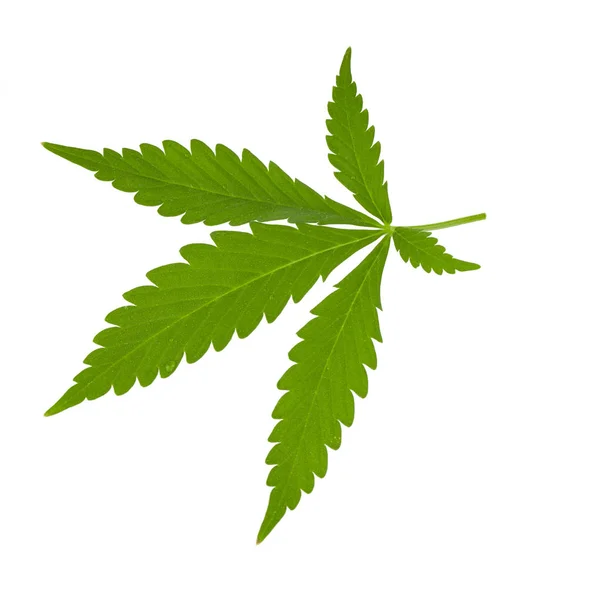 Herbe Cannabis Sur Fond Gros Plan — Photo