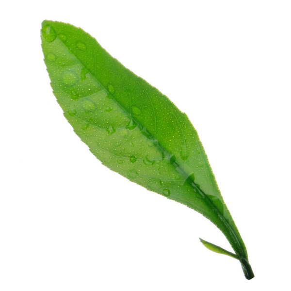 natural citrus on background, close up