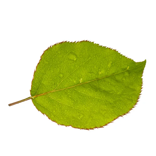 Green Pear Leaf Isolated White Background Close — Stock Photo, Image