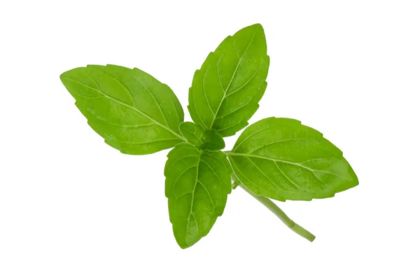 Foglie Menta Isolate Sfondo Bianco — Foto Stock