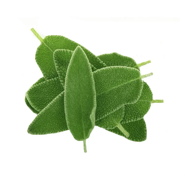 arka planda aromatik bitki, yakın