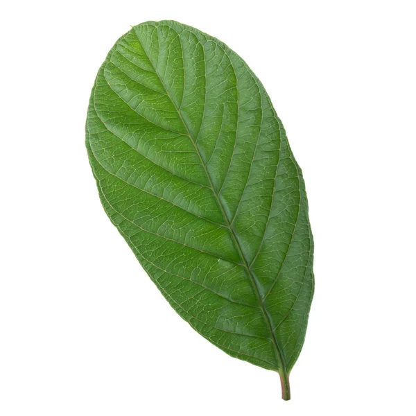 arka planda aromatik bitki, yakın