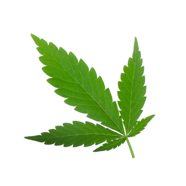 Cannabis Herb Background Close — Stock Photo, Image