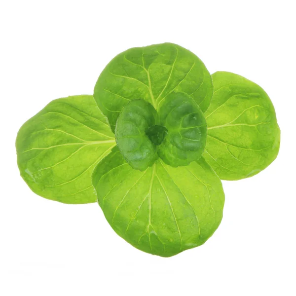 Basilikumstängel Mit Grünen Blättern Isoliert Auf Weißem Hintergrund — Stockfoto