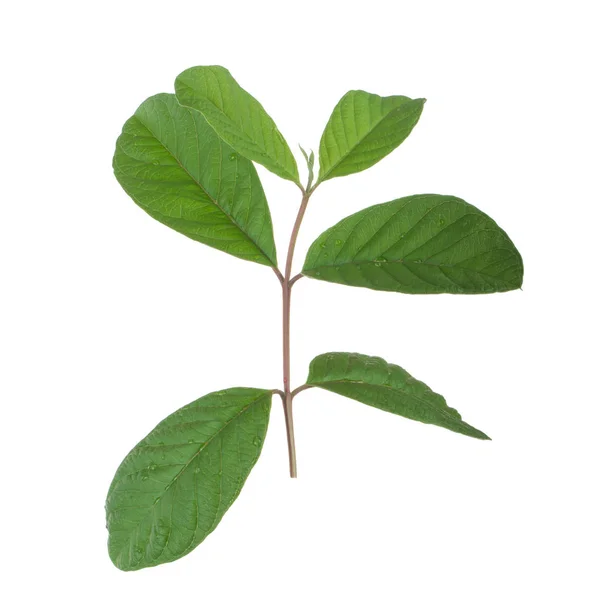 Aromatic Herb Background Close — Stock Photo, Image
