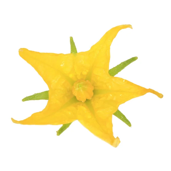 Квітуча Жовта Квітка Помідорів Ізольована Білому Тлі — стокове фото