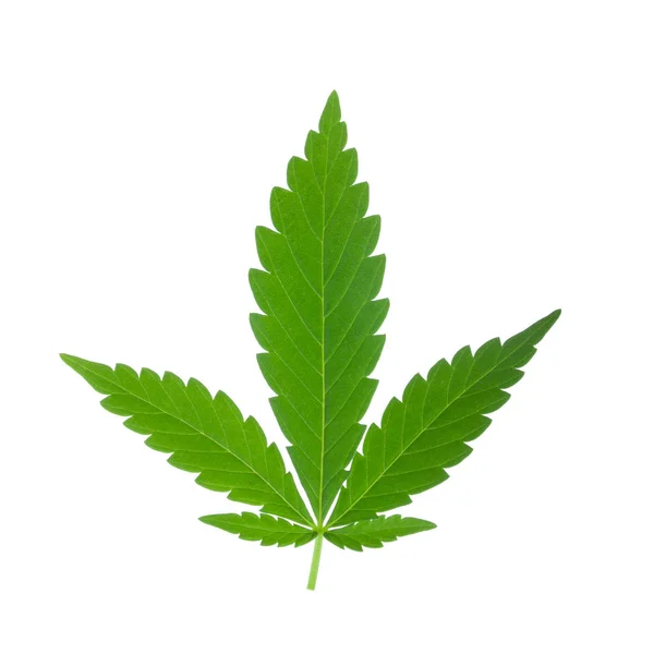 Cannabis Ört Bakgrund Närbild — Stockfoto