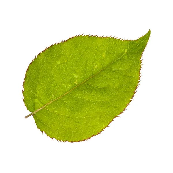 Grønt Pæreblad Isolert Hvit Bakgrunn – stockfoto
