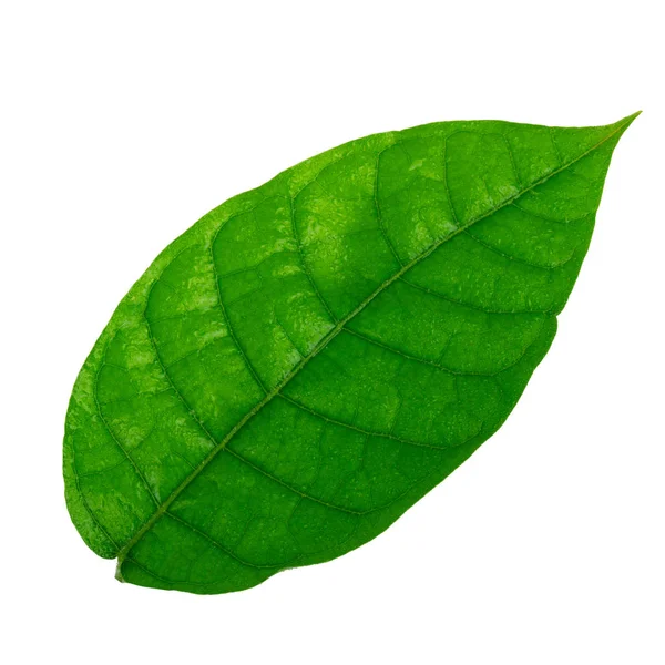 Grönt Löv Bakgrunden Närbild — Stockfoto