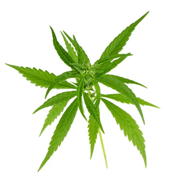 Cannabis Kruid Achtergrond Close — Stockfoto