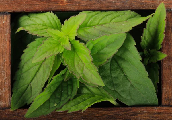 mint green leaves in wooden crate