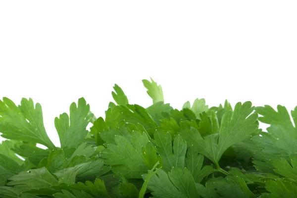 Fresh Green Parsley Isolated White Background Stock Image