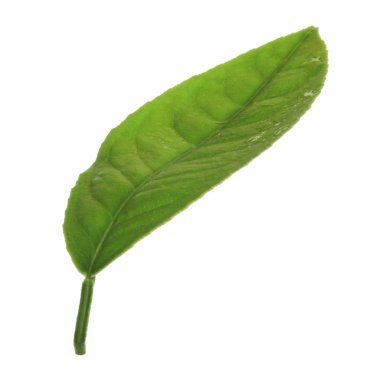 arka planda yeşil narenciye, yakın