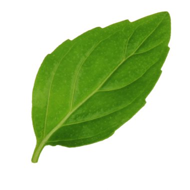 Beyaz arkaplanda izole edilmiş nane yaprağı