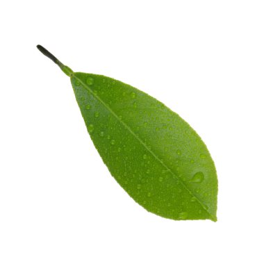 arka planda yeşil narenciye, yakın