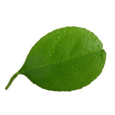 beyaz arka plan üzerinde izole turuncu yaprak, yakın çekim 