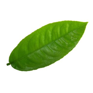 arka planda yeşil narenciye, yakın