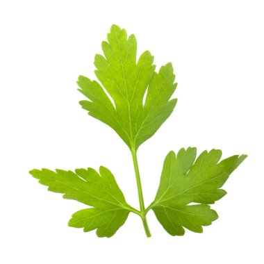 Taze yeşil maydanoz beyaz arkaplanda izole