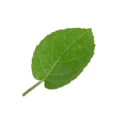 arka planda yeşil yaprak, yakın