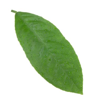 arka planda yeşil narenciye, yakın