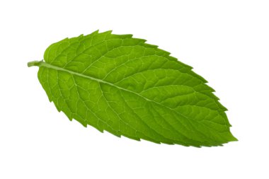 Beyaz arkaplanda izole edilmiş nane yaprağı