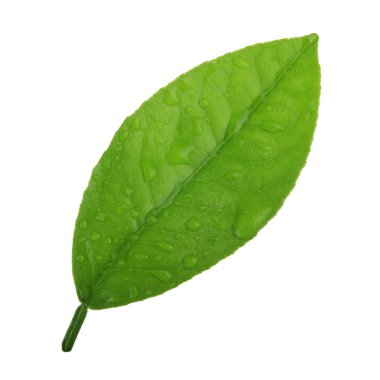 arka planda doğal narenciye, yakın çekim