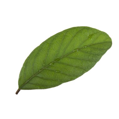 arka planda aromatik bitki, yakın