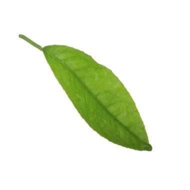 arka planda doğal narenciye, yakın çekim