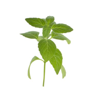 beyaz arka plan üzerinde izole yeşil yaprakları ile nane bitki