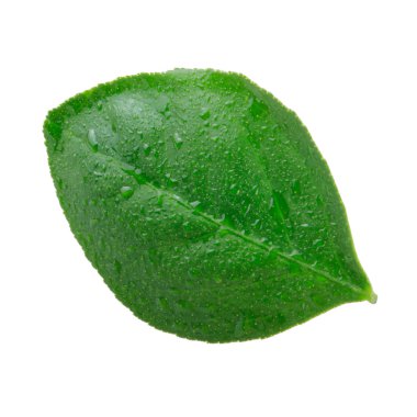 beyaz arka plan üzerinde izole turuncu yaprak, yakın çekim 