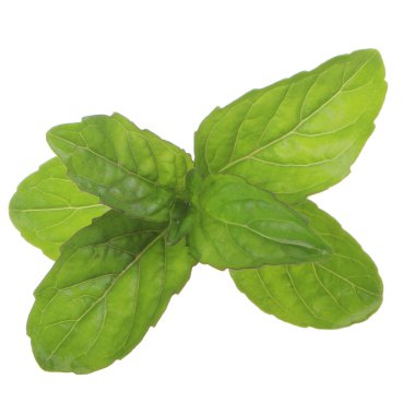 beyaz arka plan üzerinde izole yeşil yaprakları ile fesleğen kök