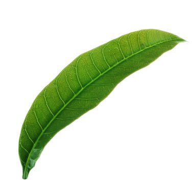 olgun mango meyve yakın 