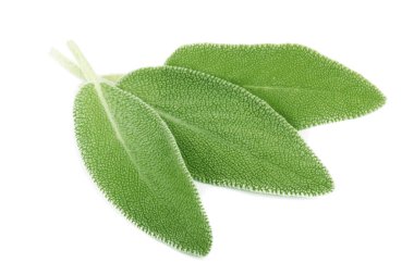 arka planda aromatik bitki, yakın