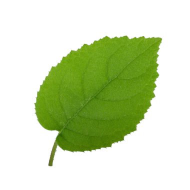 arka planda yeşil yaprak, yakın