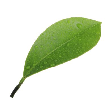 arka planda yeşil narenciye, yakın