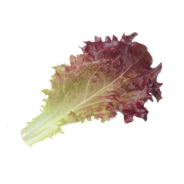 Beyaz arka plan üzerinde izole salata yaprağı