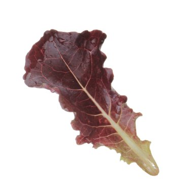 Beyaz arka plan üzerinde izole salata yaprağı