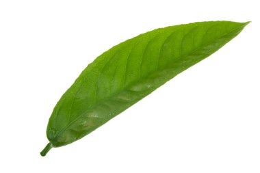 arka planda doğal narenciye, yakın çekim