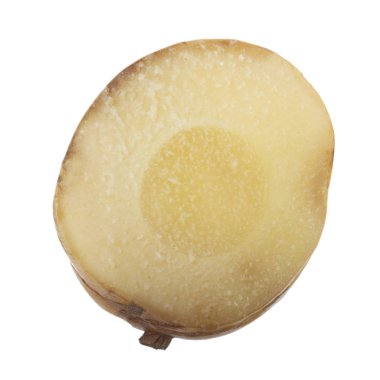 beyaz arka planda izole galanga kökü, yakın çekim  