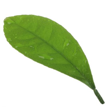 arka planda yeşil narenciye, yakın