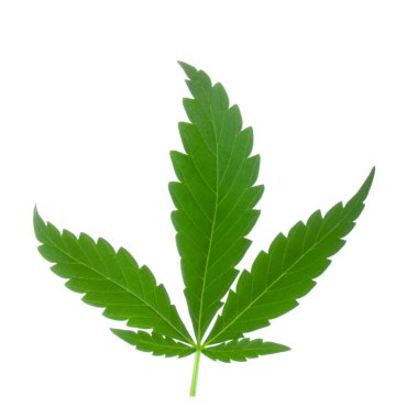 arka planda aromatik bitki, yakın