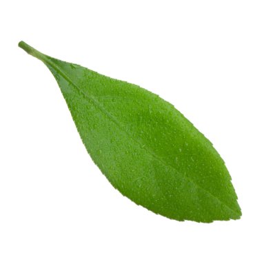 arka planda yeşil narenciye, yakın